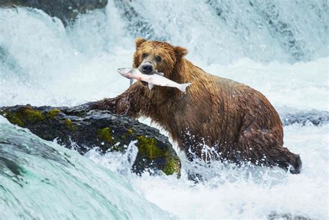 Bear Fishing Behavior: Here's How They Catch Their Prey.